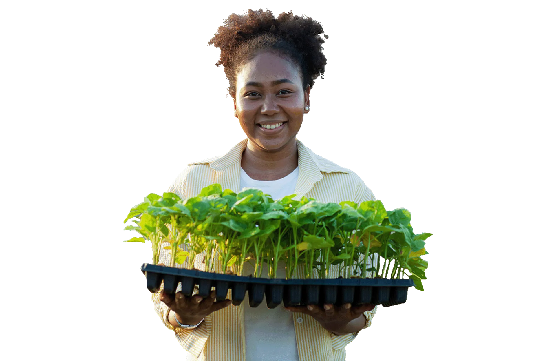 Portrait of an african worker in the nursery Happy in the greenhouse 496570902